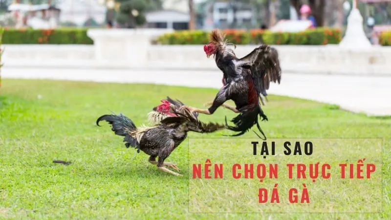 Các giải đấu đá gà trực tiếp c2