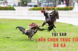 Cách Xem Đá Gà Trực Tiếp C2 Online